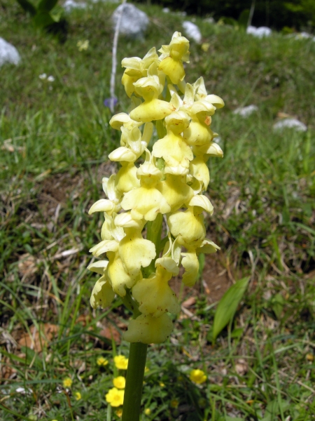 Orchis pallens